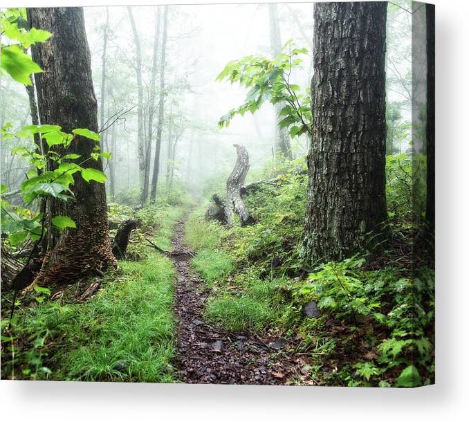 Path Canvas Print featuring the photograph Between by Alan Raasch