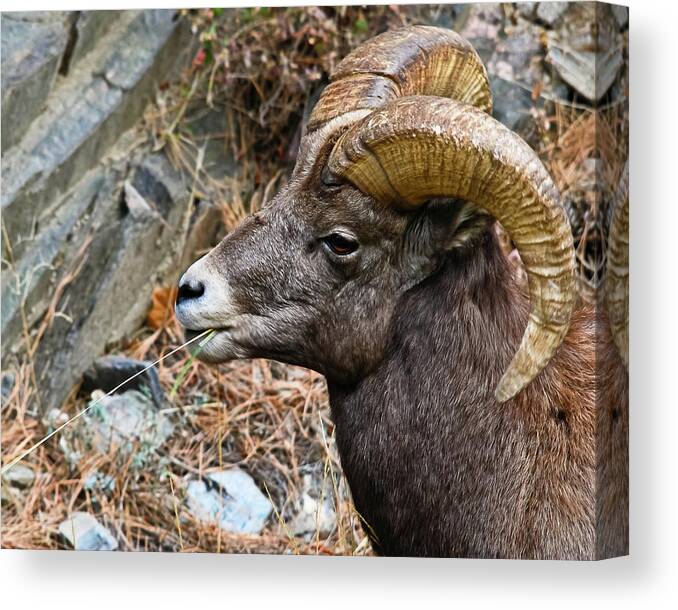 Bighorn Sheep Canvas Print featuring the photograph Bighorn Ram Hayseed by Harry Strharsky