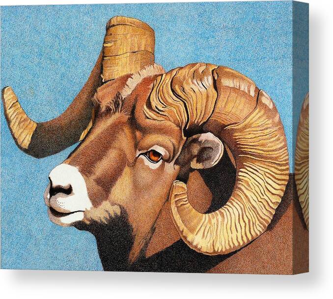 Art Canvas Print featuring the drawing Bighorn Sheep Portrait by Dan Miller