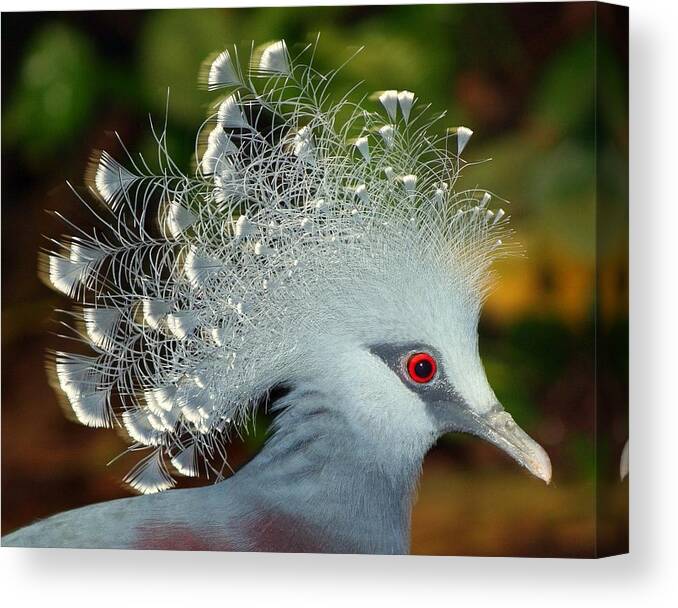 Crowned Pigeon Canvas Print featuring the photograph Bird in Motion by Shannon Kunkle