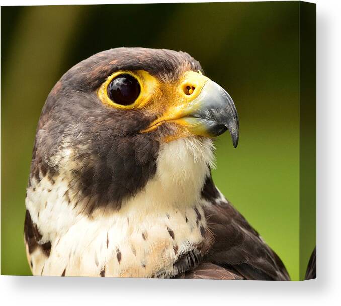 Falcon Canvas Print featuring the photograph Bird of Prey by Blaine Owens