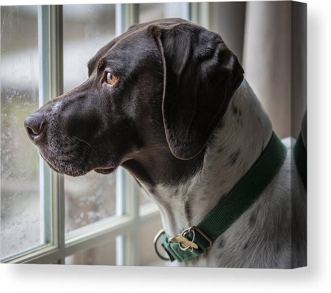 Dogs Canvas Print featuring the photograph Bird Watcher by Phil Abrams