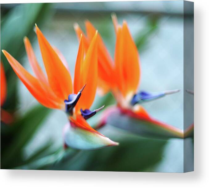 Birds Of Paradise Canvas Print featuring the photograph Birds of Paradise by Matt Quest