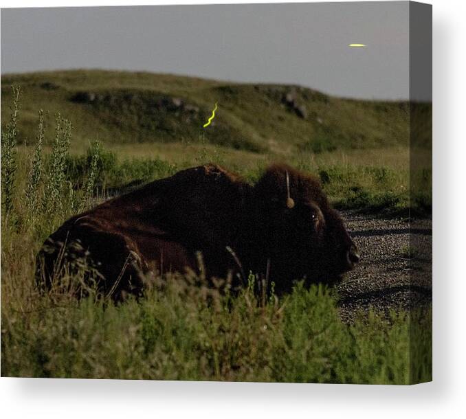 Kansas Canvas Print featuring the photograph Bison by moonlight 03 by Rob Graham
