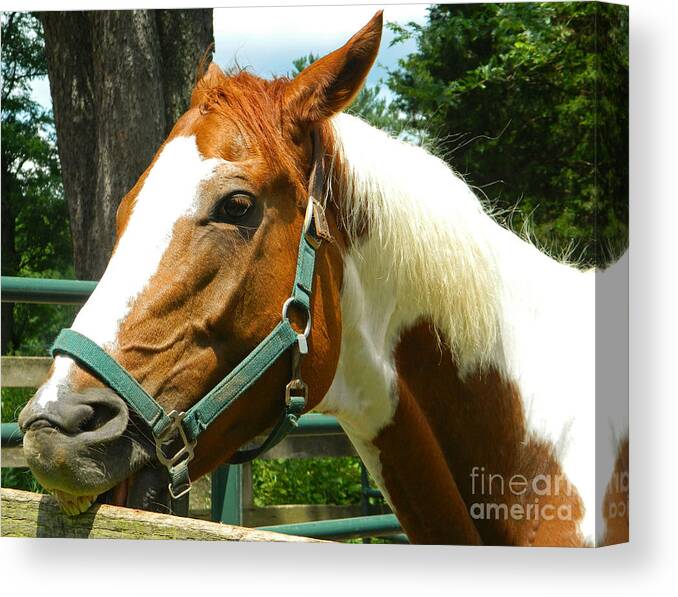 Horse Canvas Print featuring the photograph Biting The Fence by Emmy Marie Vickers
