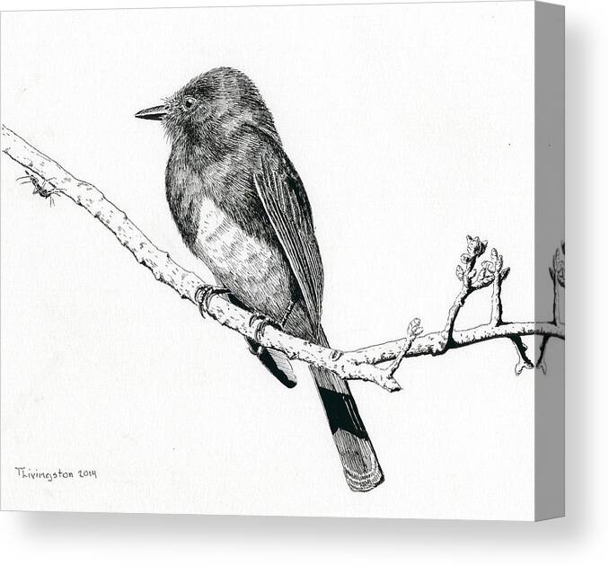 Phoebe Canvas Print featuring the drawing Black Phoebe by Timothy Livingston