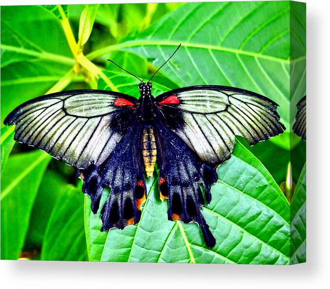 Nature Canvas Print featuring the photograph Black Spring Butterfly by Amy McDaniel