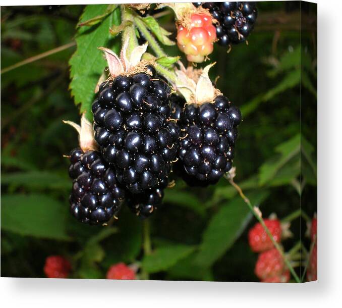 Blackberries Canvas Print featuring the photograph Blackberries by George Jones