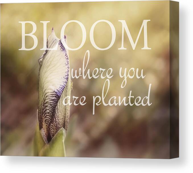 Quote Canvas Print featuring the photograph Bloom Where You Are Planted by Ann Powell