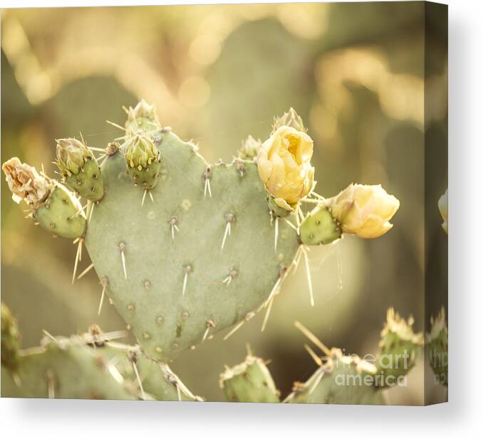 America Canvas Print featuring the photograph Blooming Prickly Pear Cactus by Juli Scalzi