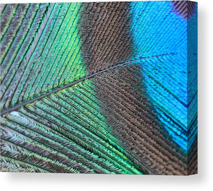 Peacock Canvas Print featuring the photograph Blue And Green Feathers by Angela Murdock