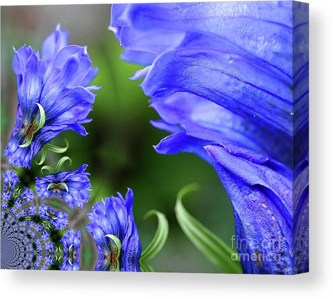 Gentian Canvas Print featuring the photograph Blue Gentian Flower Abstract by Smilin Eyes Treasures