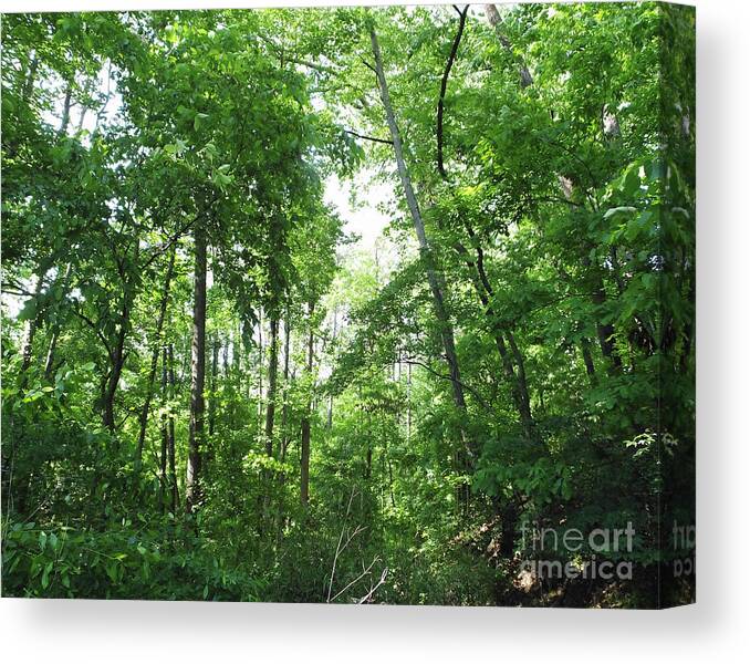 Forest Canvas Print featuring the photograph Blue Heron nature Preserve Atlanta GA by Lizi Beard-Ward