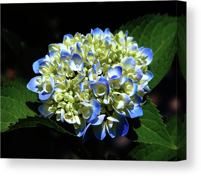 Blue Hydrangea Canvas Print featuring the photograph Blue Hydrangea Onstage 2620 H_2 by Steven Ward