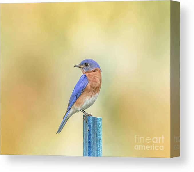 Nature Canvas Print featuring the photograph Bluebird On Blue Stick by Robert Frederick
