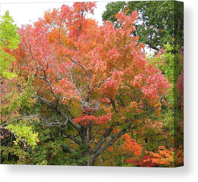 Fall Canvas Print featuring the photograph Bonfire by Kelly Mezzapelle