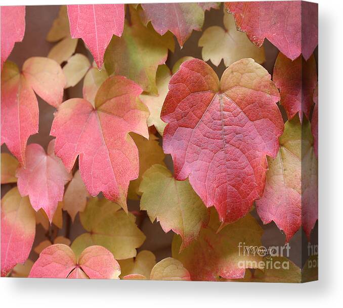 Boston Ivy In Fall Canvas Print featuring the photograph Boston Ivy Turning by Natalie Dowty