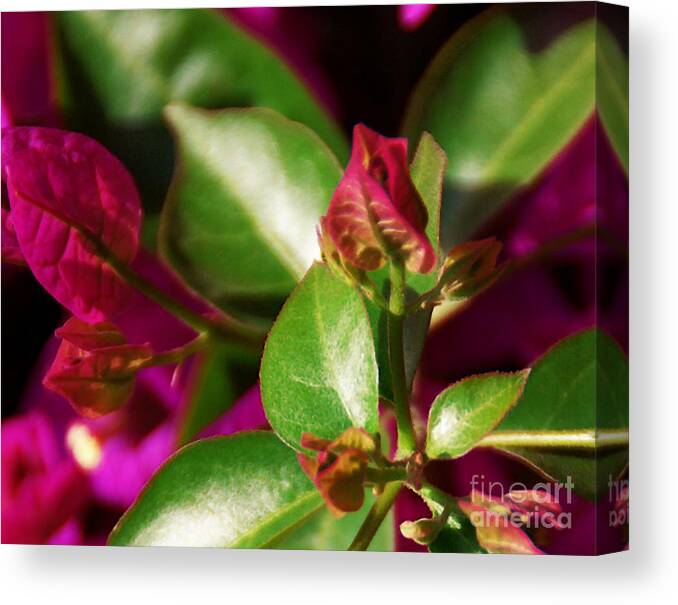 Bougainvillea Canvas Print featuring the photograph Bougainvillea by Linda Shafer