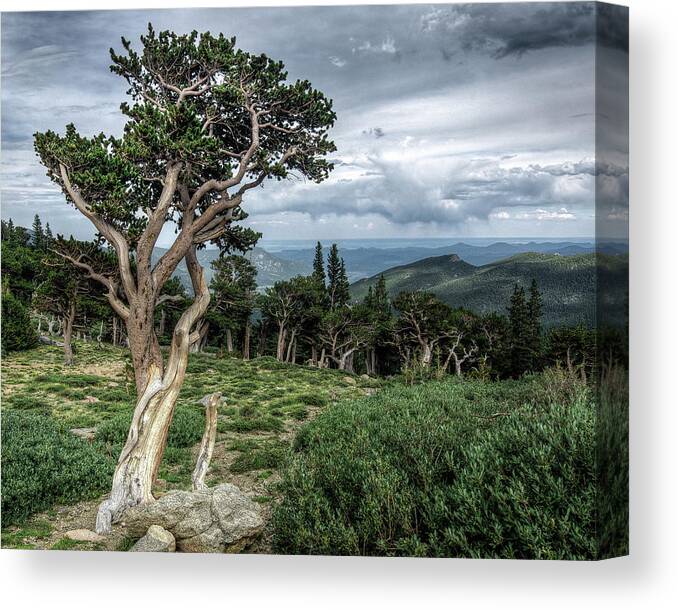 Fine Art Photography Canvas Print featuring the photograph Bristlecone Pine 2 by John Strong