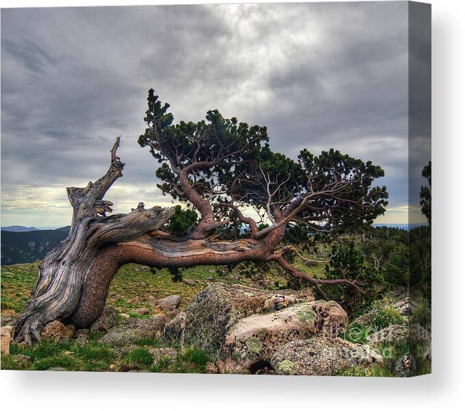 Fine Art Photography Canvas Print featuring the photograph Bristlecone Pine by John Strong