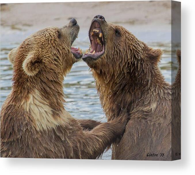 Brown Bears Canvas Print featuring the photograph Brown Bears4 by Larry Linton