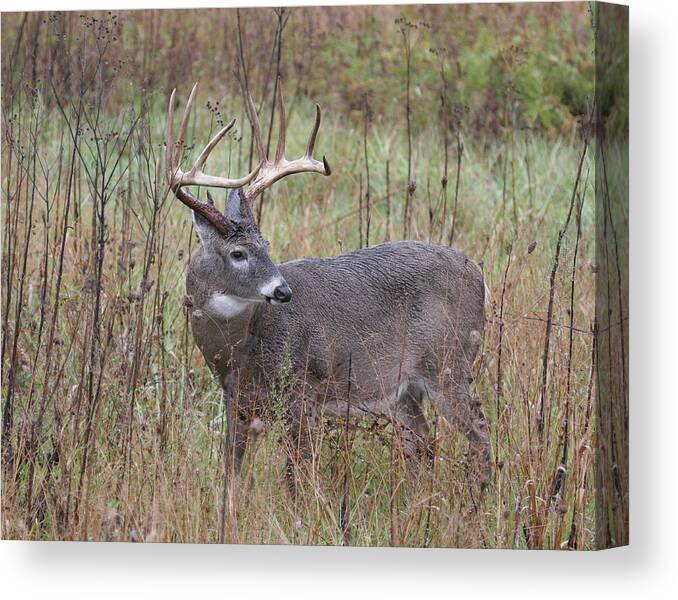 Deer Canvas Print featuring the photograph Buck in Fall by Tina B Hamilton