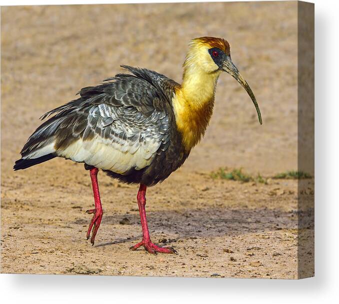 Buff-necked Ibis Canvas Print featuring the photograph Buff-necked Ibis by Tony Beck