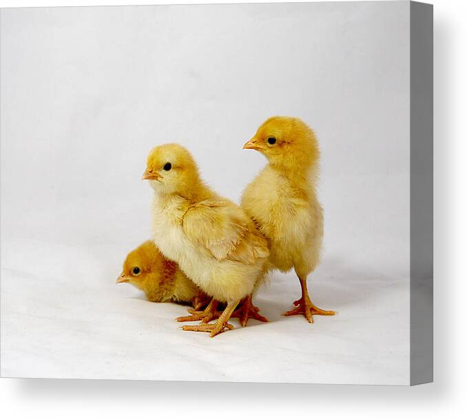 Adorable Canvas Print featuring the photograph Buff Orpington Trio by Richard Reeve
