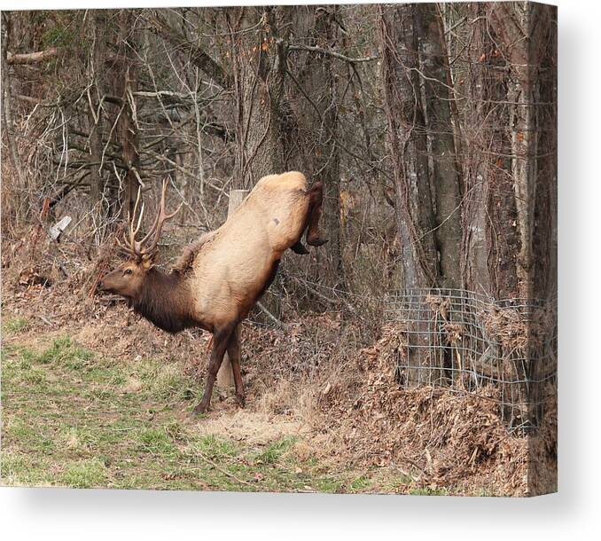 Bull Elk Canvas Print featuring the photograph Bull Elk Jumping Fence by Michael Dougherty