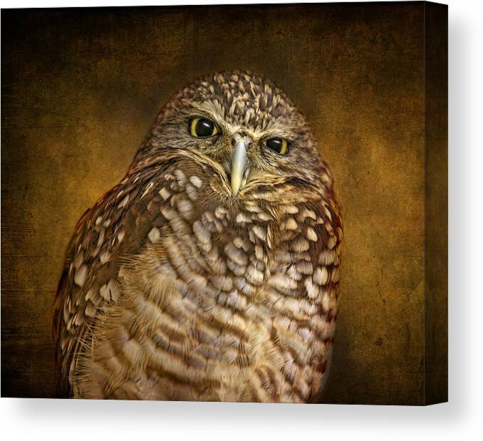 Burrowing Owls Canvas Print featuring the photograph Burrowing Owl by Pat Abbott