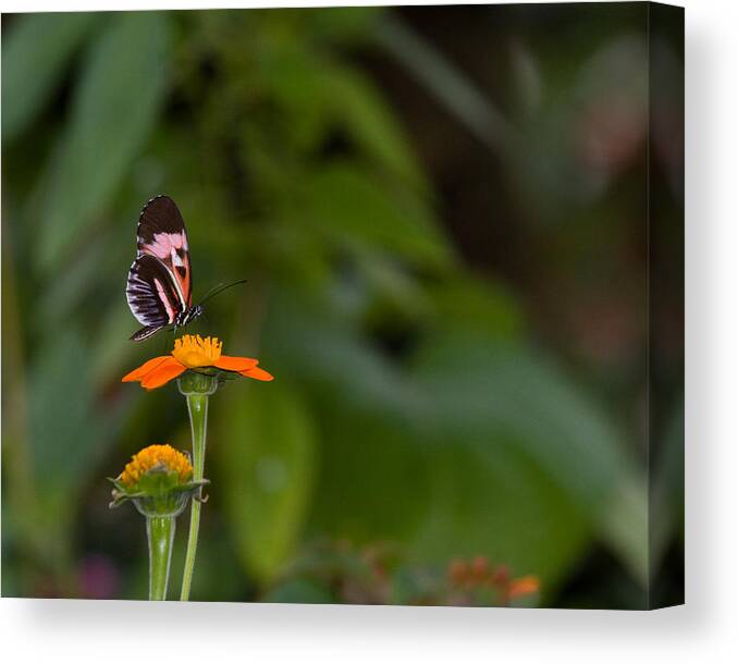 Butterfly Canvas Print featuring the photograph Butterfly 26 by Michael Fryd