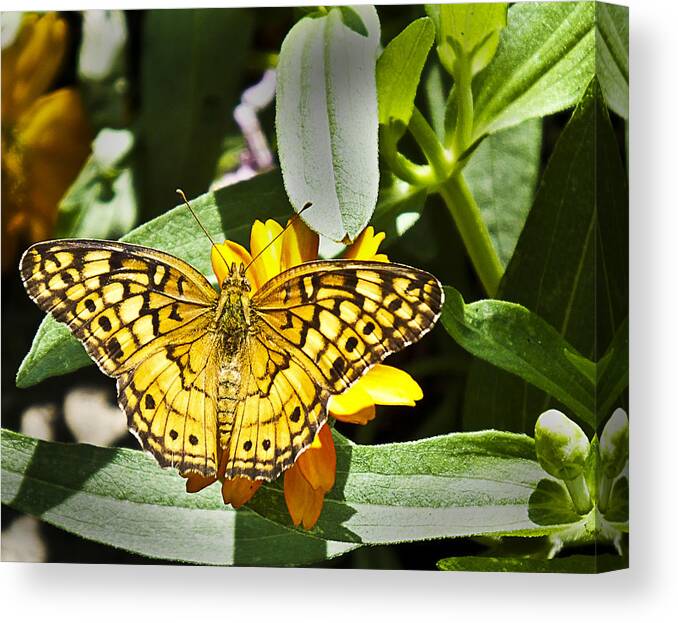 Butterfly Canvas Print featuring the photograph Butterfly at Rest by Bill Barber