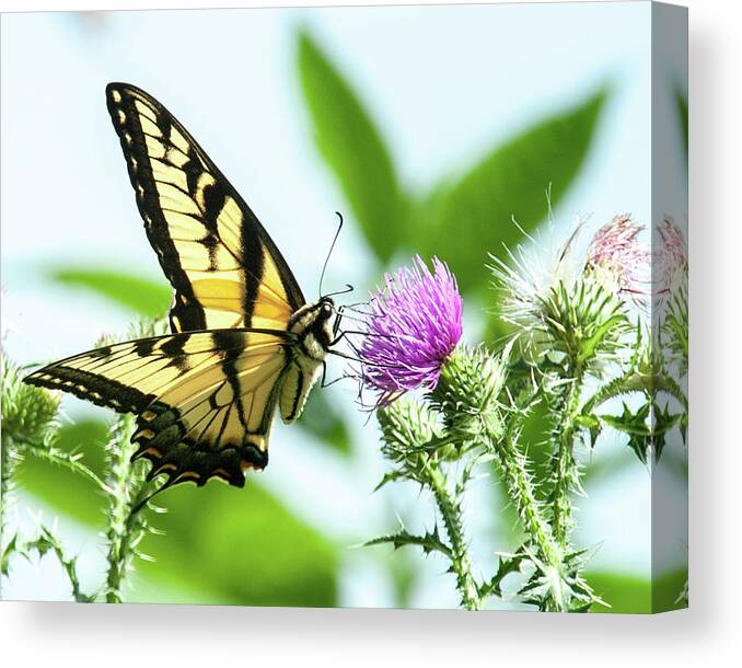 Eastern Swallowtail Canvas Print featuring the photograph Butterfly Echo by Lara Ellis