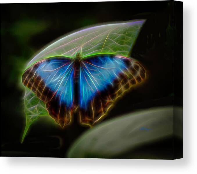 Butterfly Canvas Print featuring the photograph Butterfly Glow 1 by Will Wagner
