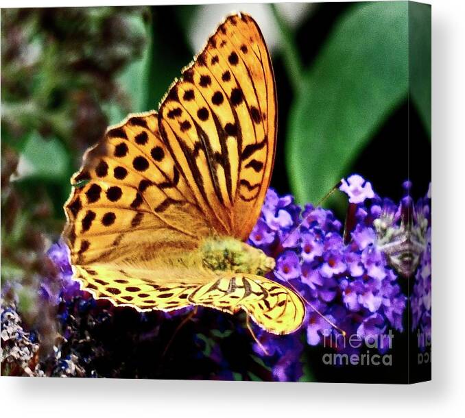 Butterfly Canvas Print featuring the photograph Butterfly by Humphrey Isselt