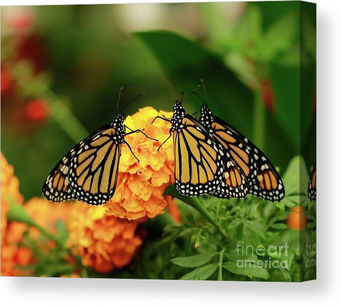 Butterfly Monarchs Canvas Print featuring the photograph Butterfly Monarchs on Mums by Luana K Perez