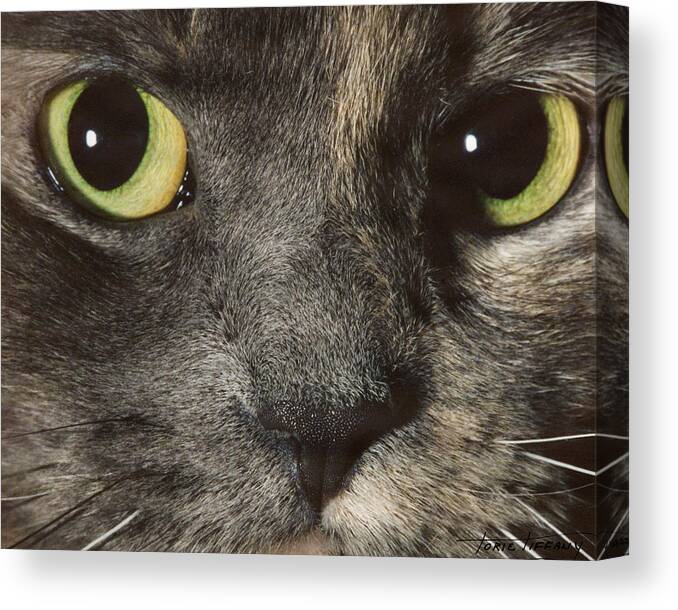 Faunagraphs Canvas Print featuring the photograph C2 Quisha by Torie Tiffany