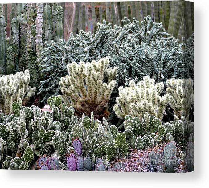 Cactus Canvas Print featuring the photograph Cactus field by Rebecca Margraf