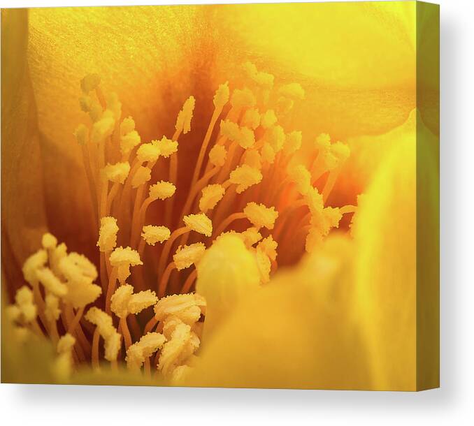 Closeup-closeup Canvas Print featuring the photograph Cactus Pollen by Len Romanick