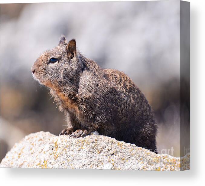 Ground Squirrel Canvas Print featuring the photograph California Ground Squirrel by Mark Dahmke
