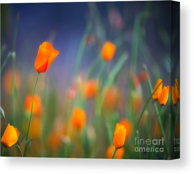 California Canvas Print featuring the photograph California Poppies 2 by Anthony Michael Bonafede