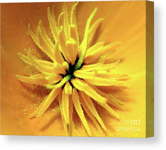 Californian Canvas Print featuring the photograph Californian Poppy Macro by Stephen Melia