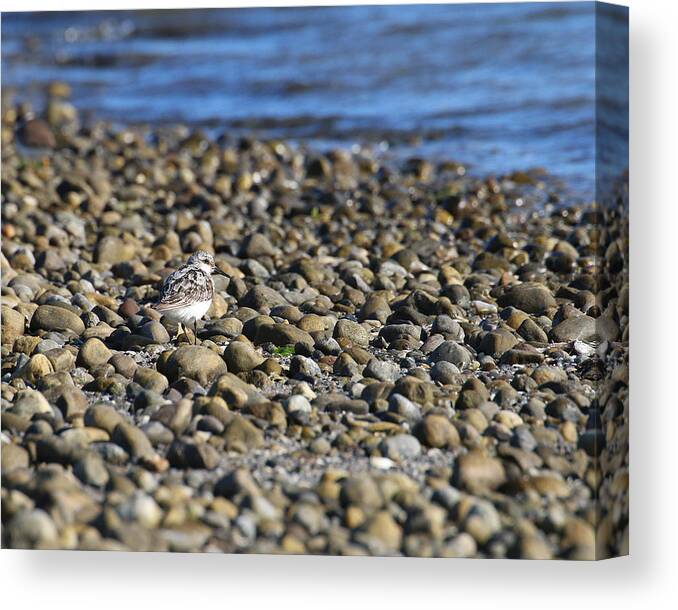 Shore Canvas Print featuring the photograph Camouflaged by William Selander