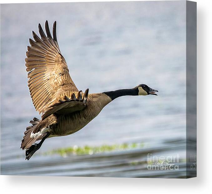 Goose Canvas Print featuring the photograph Canada Goose In Flight by DB Hayes
