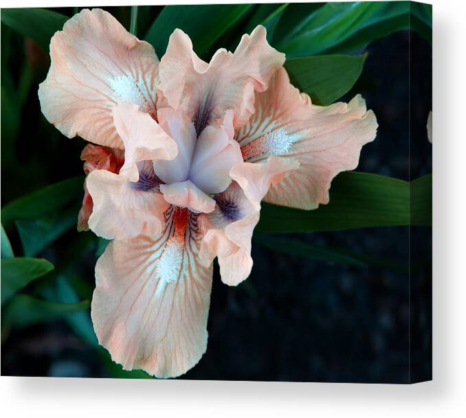 Bearded Canvas Print featuring the photograph Candy Queen Iris by Scott S Emberley