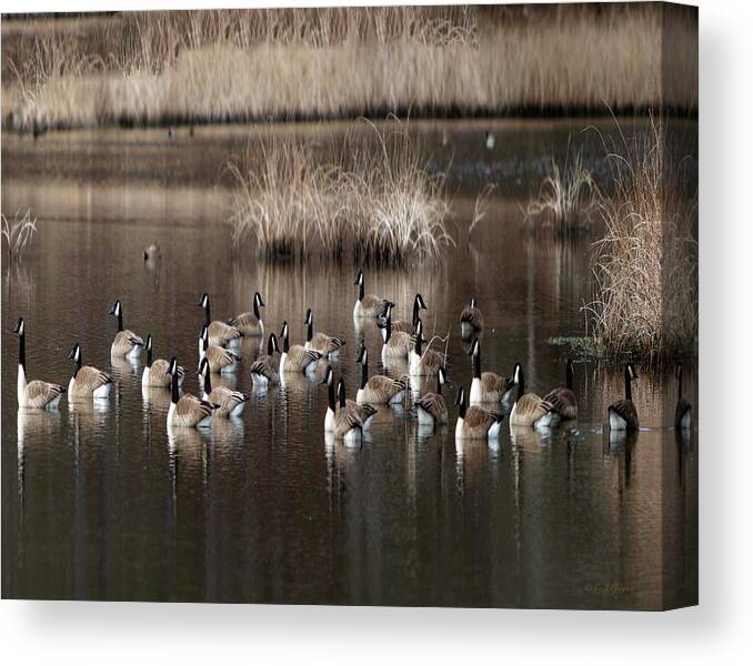 Cape Canvas Print featuring the photograph Cape Cod Americana Canada Geese by Constantine Gregory