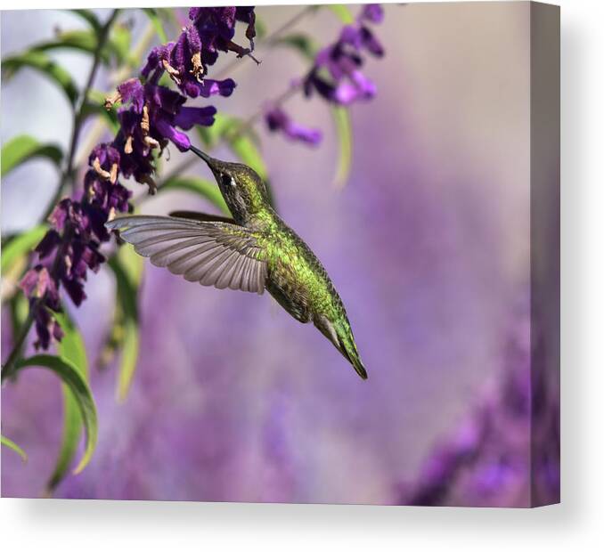 Linda Brody Canvas Print featuring the photograph Captivated III by Linda Brody