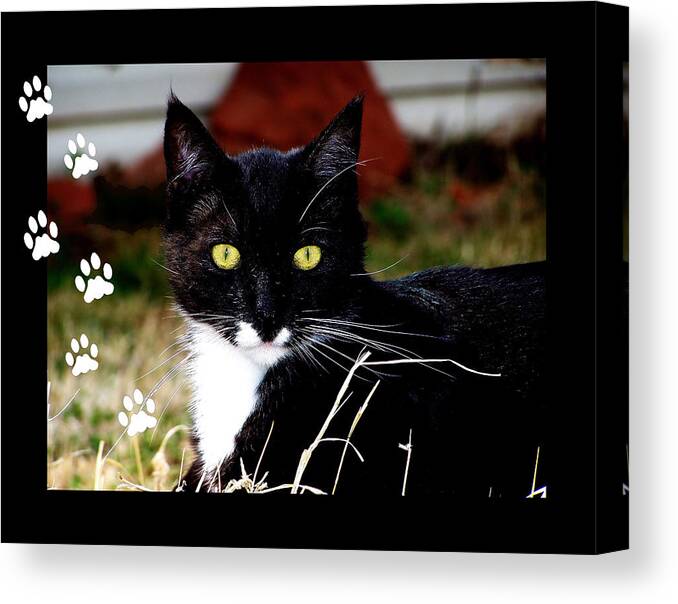 Kitty Paws Canvas Print featuring the photograph Cat Paws by Karen Scovill