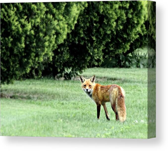 Cemetery Fox Canvas Print featuring the photograph Cemetery Fox by Dark Whimsy