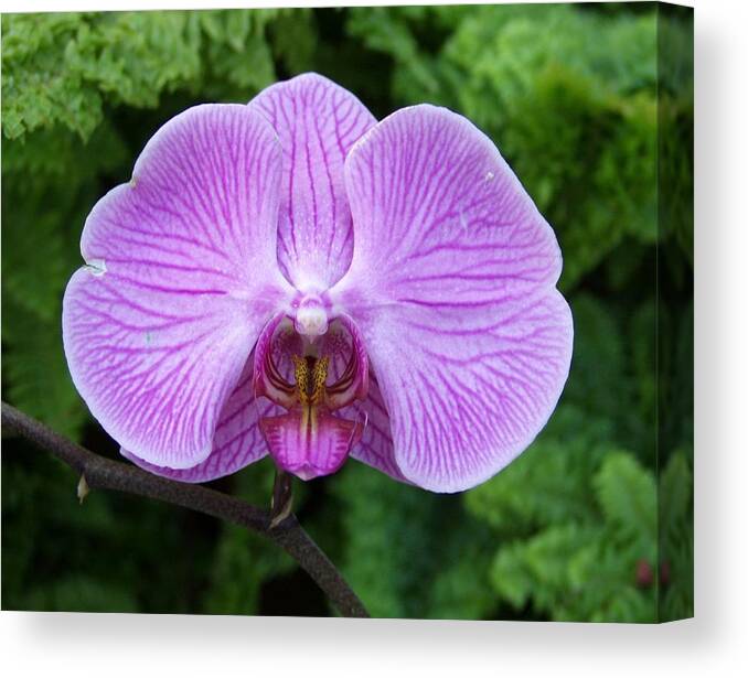 Orchid Canvas Print featuring the photograph Cheetah in the Orchid by Carol Sweetwood